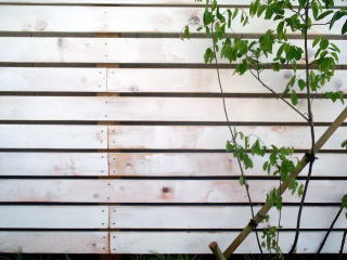 隣家との境界に板塀。