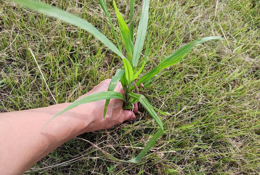 手抜き除草