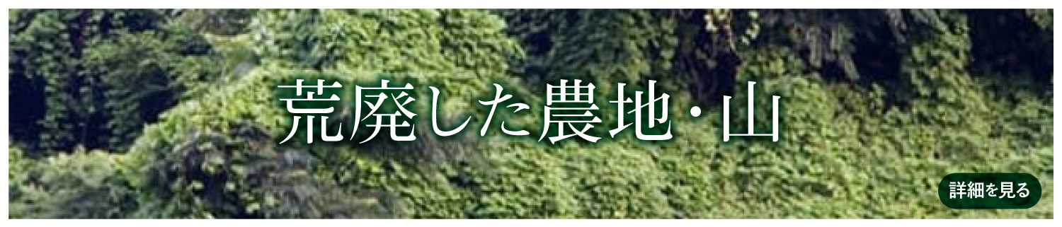 荒廃した農地・山