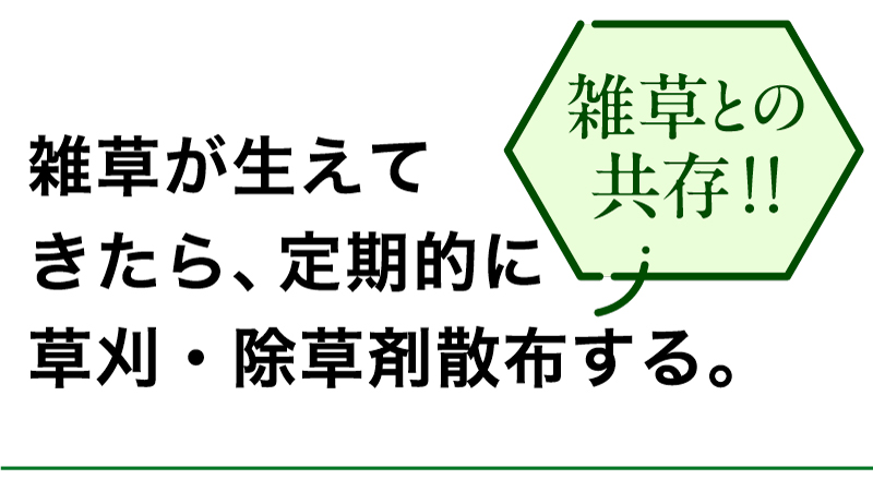 雑草との共存