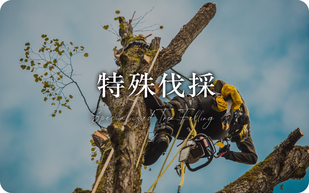 特殊伐採